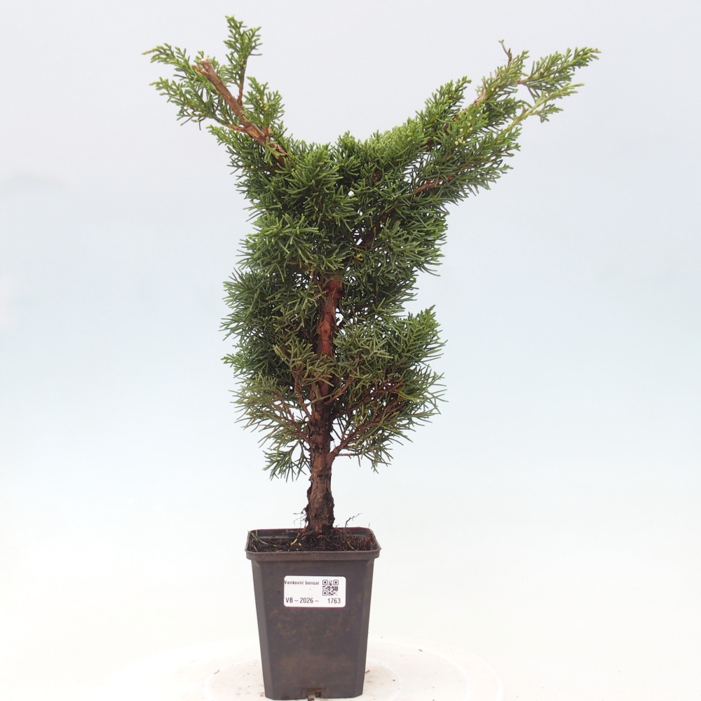 Bonsai da esterno - Juniperus chinensis Kishu