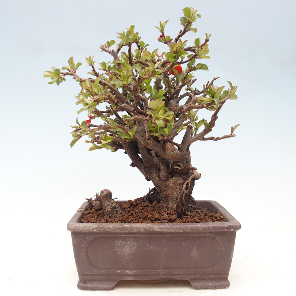 Bonsai da esterno - Chaneomeles speciosa - Cotogno