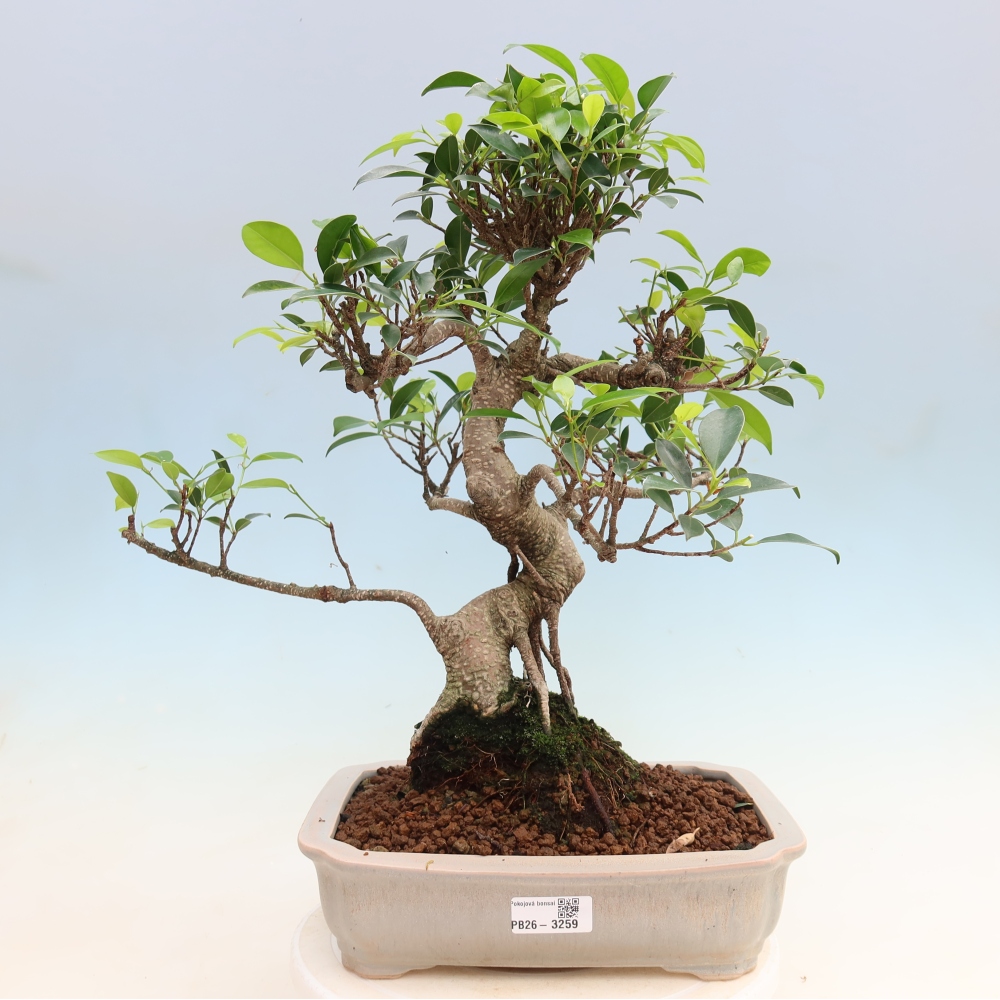 Camera bonsai - Ficus kimmen - ficus a foglie piccole
