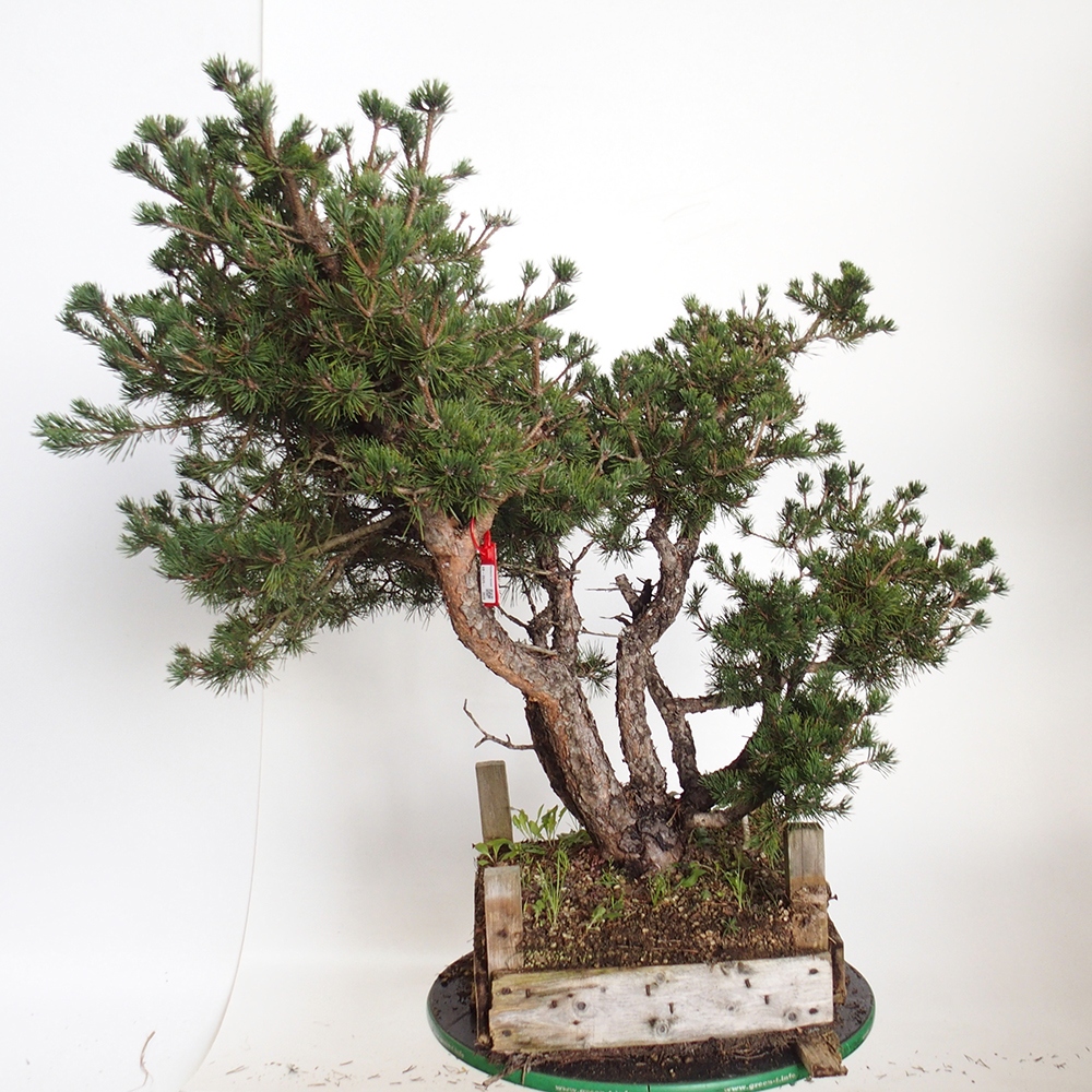 Yamadori - Pinus sylvestris Spagna