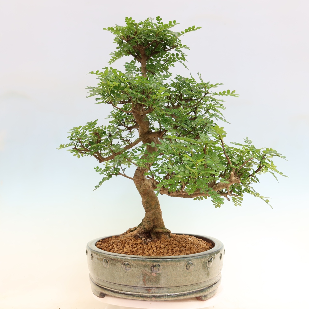 Camera bonsai - Zantoxylum piperitum - albero del pepe