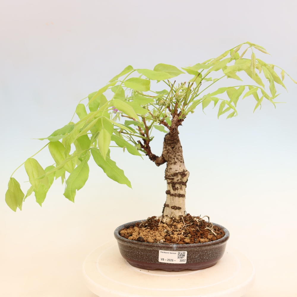 Bonsai da esterno - Glicine floribunda