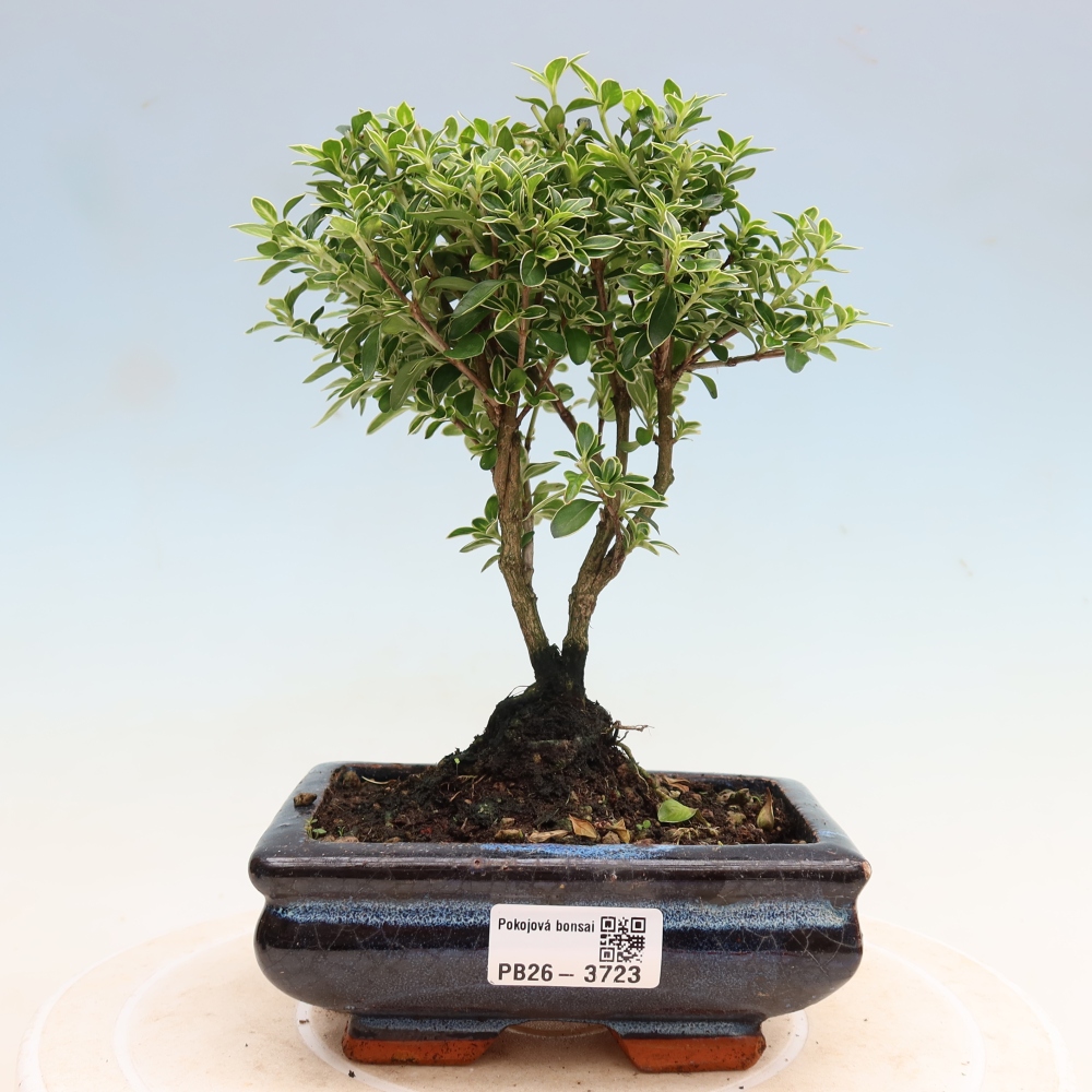 Camera bonsai - Serissa foetida Variegata - Albero delle mille stelle