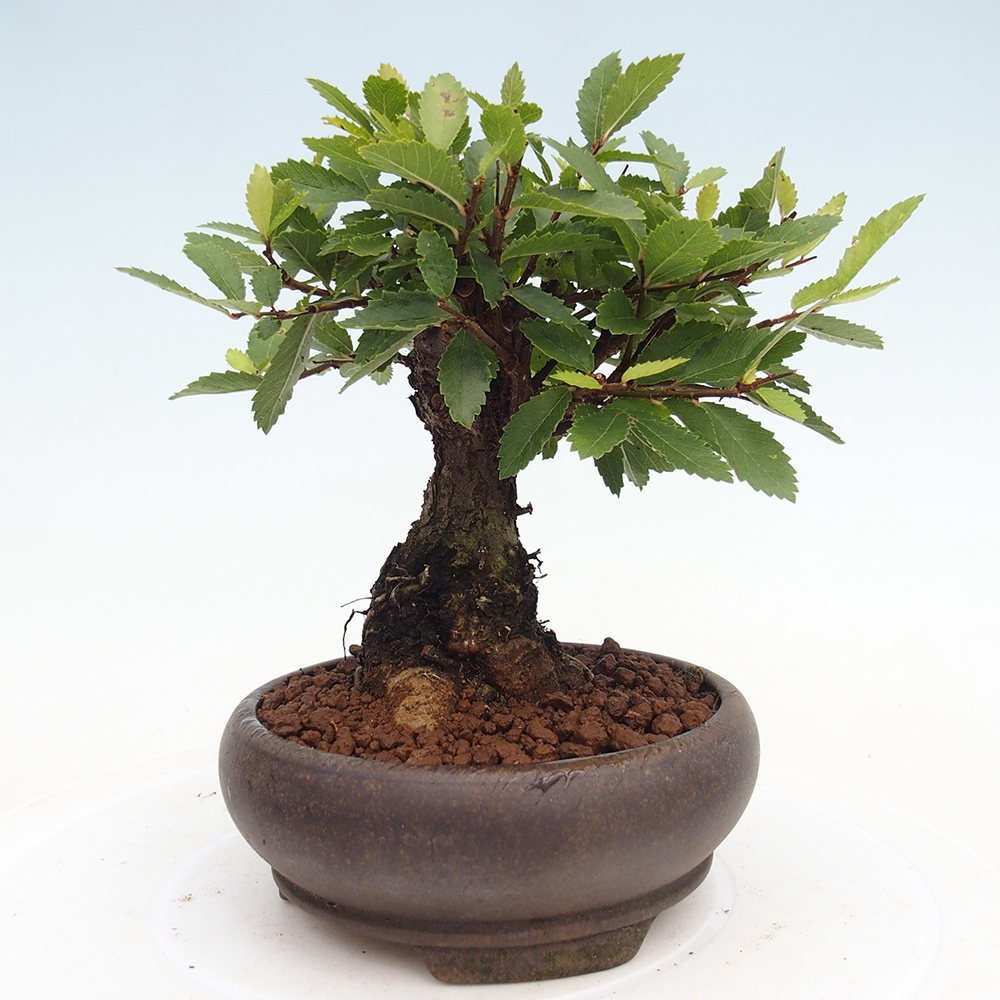 Bonsai da esterno - Zelkova - Zelkova NIRE
