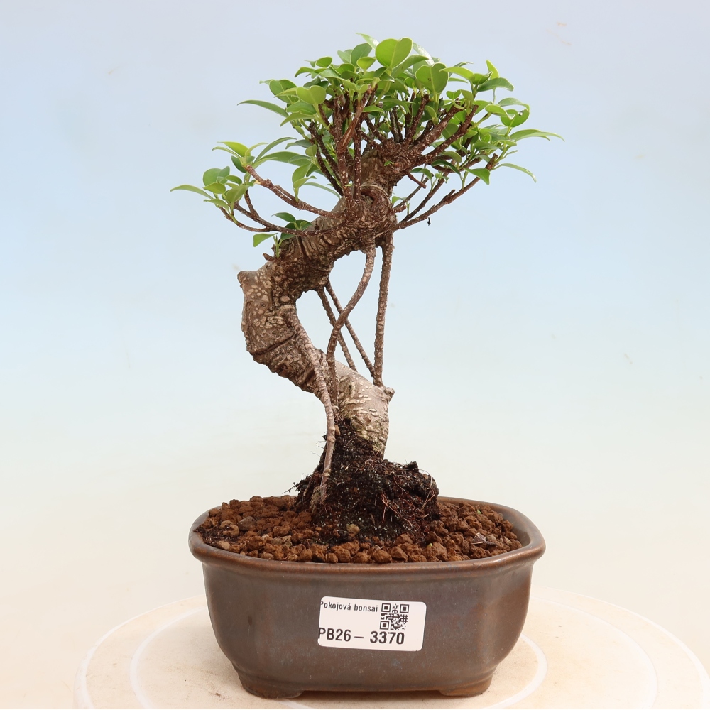 Camera bonsai - Ficus kimmen - ficus a foglie piccole