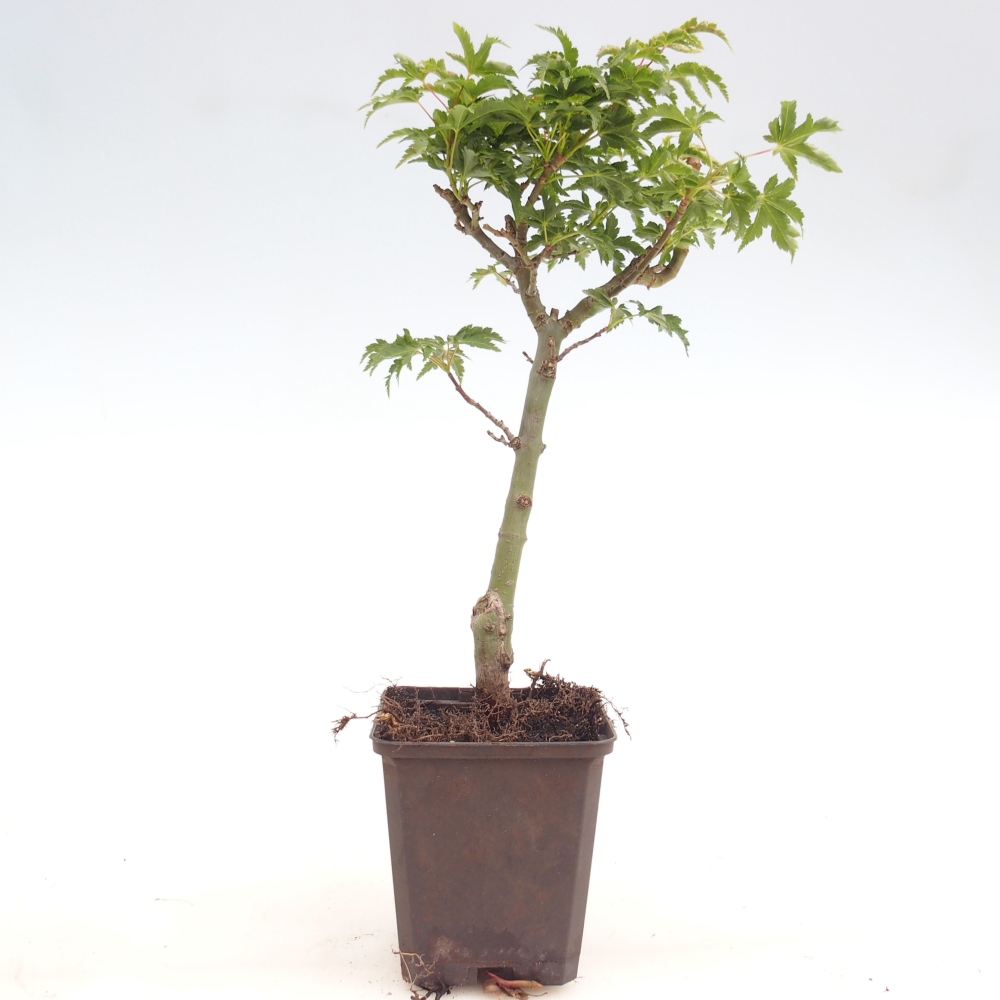Bonsai da esterno -Javor palmate - Acer palmatum Shishigashira in contenitore