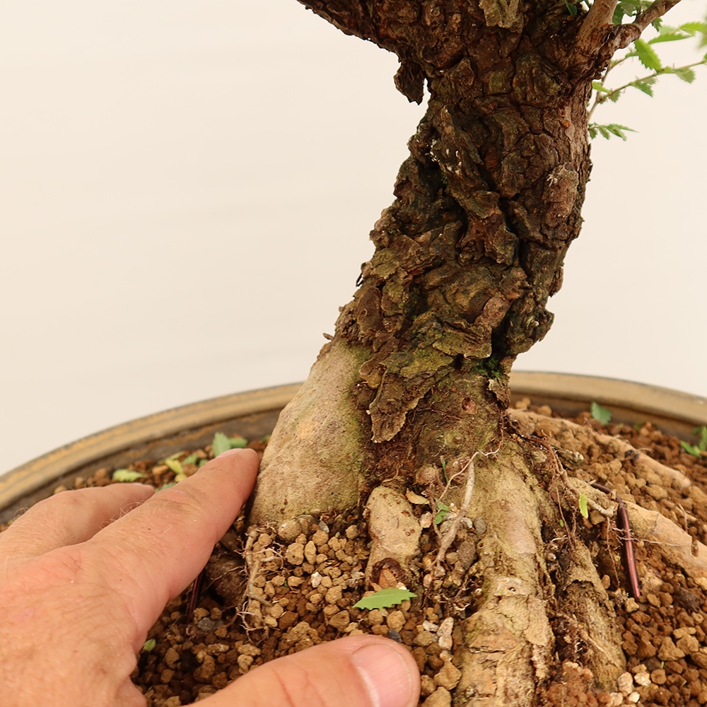 Bonsai da esterno - Zelkova - Zelkova NIRE