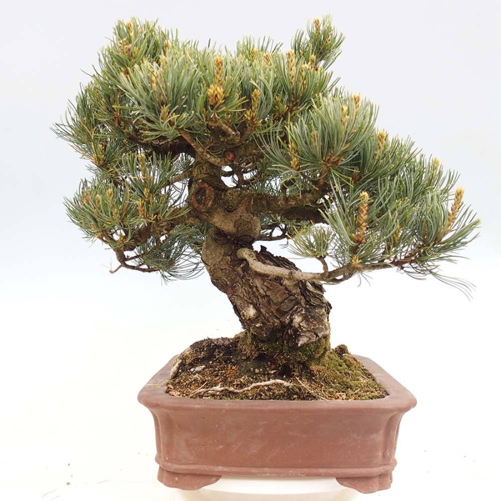 Bonsai da esterno - Pinus parviflora - Pinus parviflora