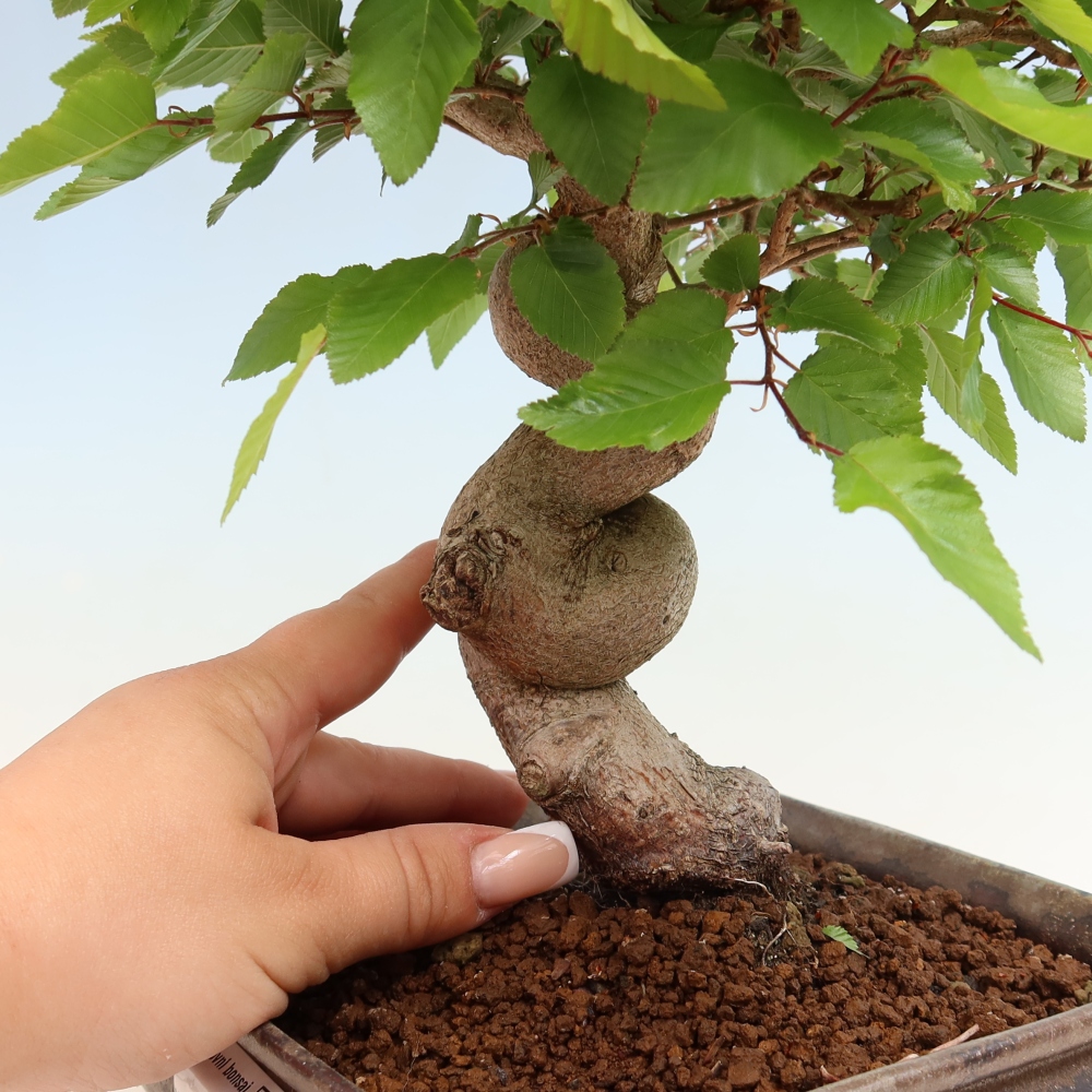 Bonsai da esterno -Carpinus Coreana - Carpino coreano