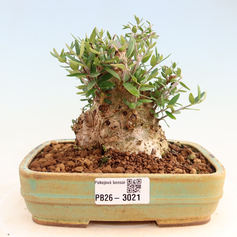 Bonsai da interno - Olea europaea sylvestris
