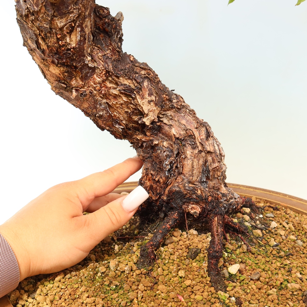 Bonsai da esterno - Albicocco giapponese - Prunus Mume