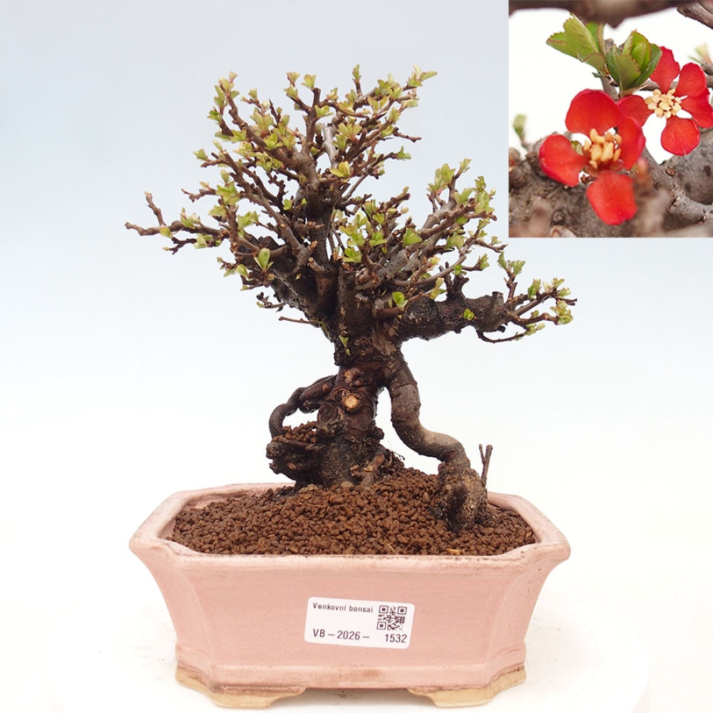 Bonsai da esterno - Chaneomeles speciosa - Cotogno