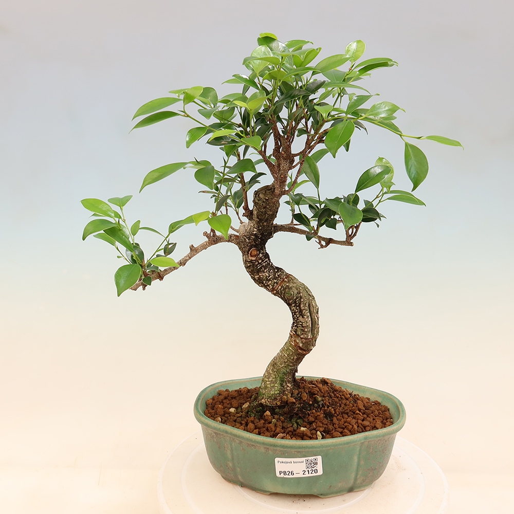 Camera bonsai - Ficus retusa - ficus a foglie piccole