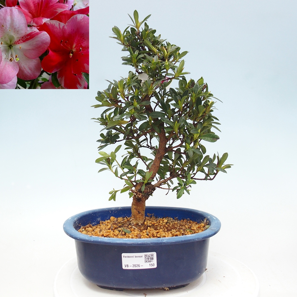 Bonsai da esterno - Azalea giapponese - Azalea Santoka
