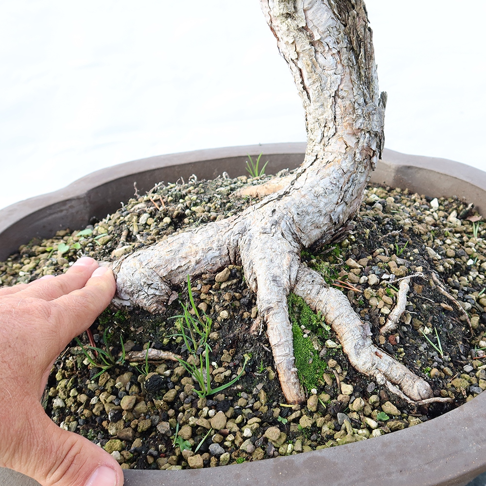 Pinus sylvestris Spagna - pino silvestre