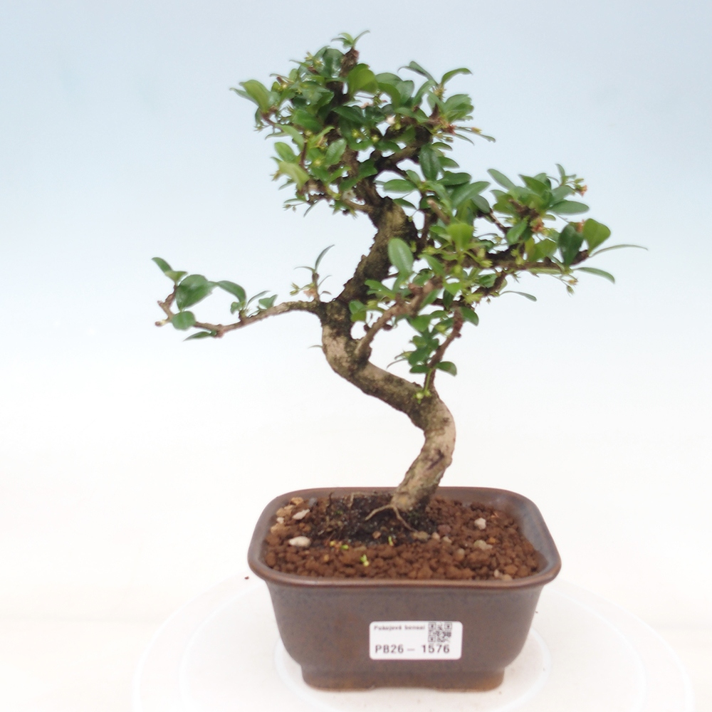 Camera bonsai - Carmona macrophylla - Tea fuki