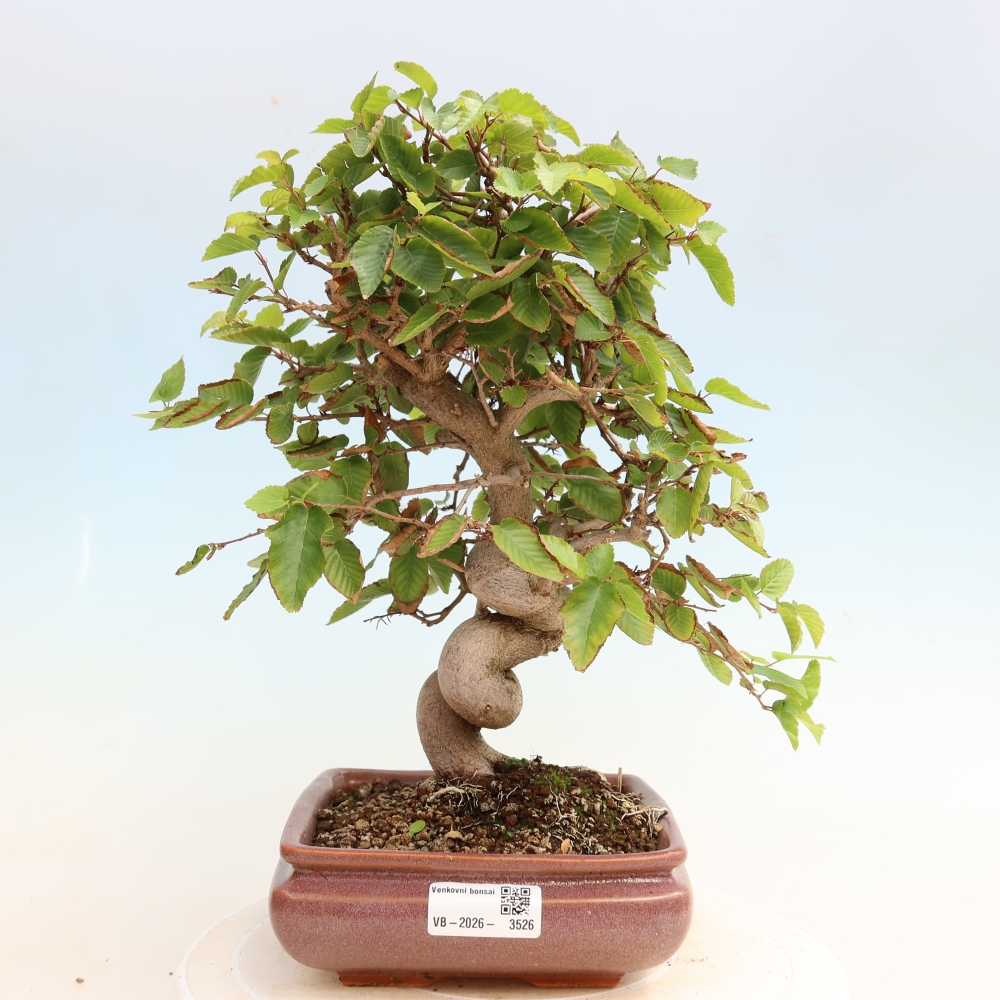 Bonsai da esterno -Carpinus CARPINOIDES - Carpino coreano