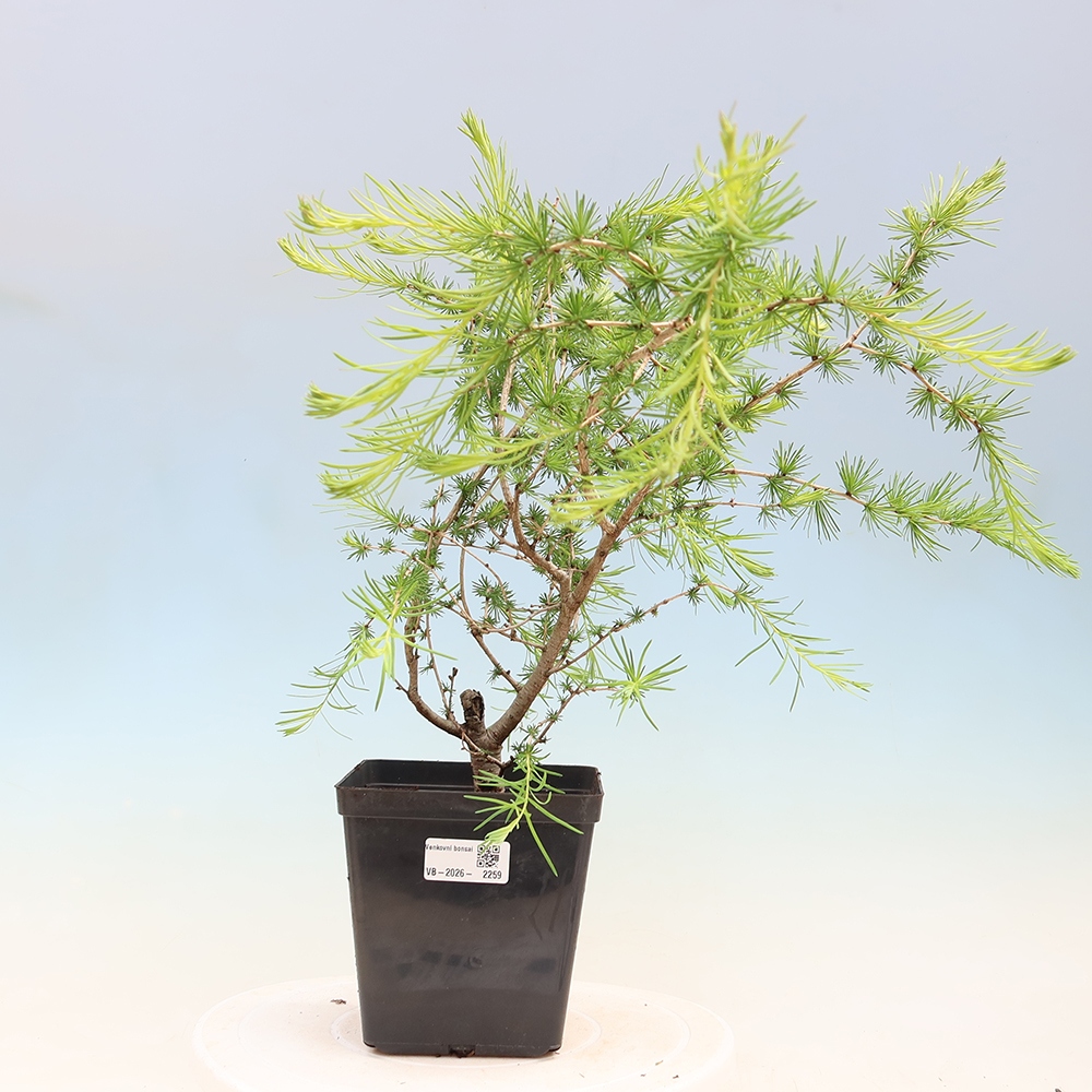 Bonsai da esterno -Larix decidua - Larice