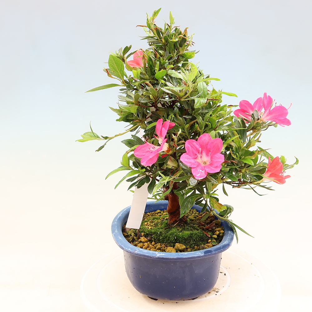 Bonsai da esterno - Azalea giapponese - Azalea Beniko