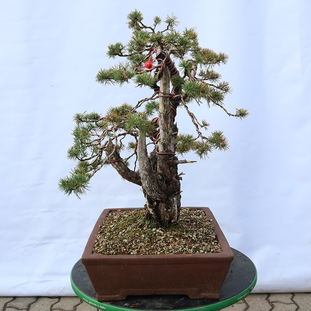 Pinus sylvestris Spagna - pino silvestre