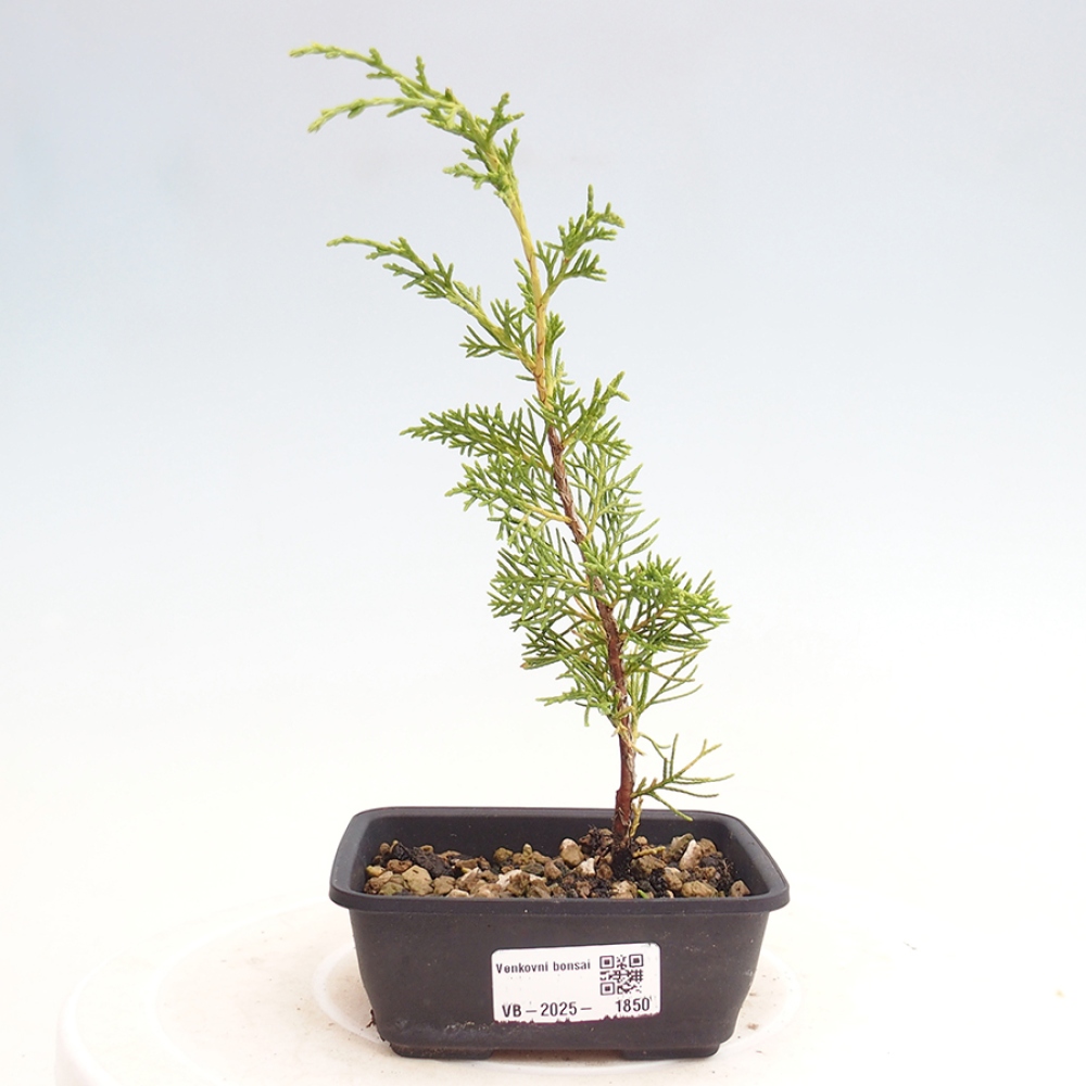 Bonsai da esterno - Juniperus chinensis Itoigawa