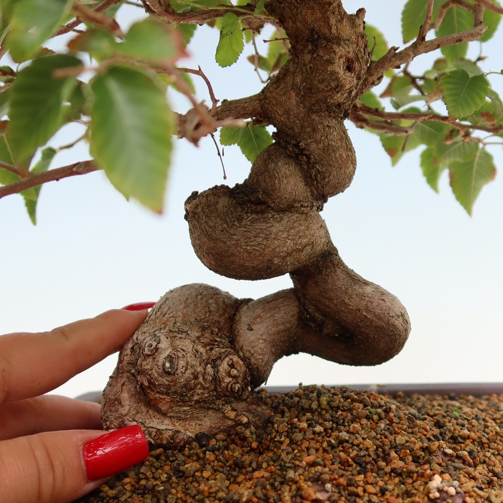 Bonsai da esterno -Carpinus Coreana - Carpino coreano