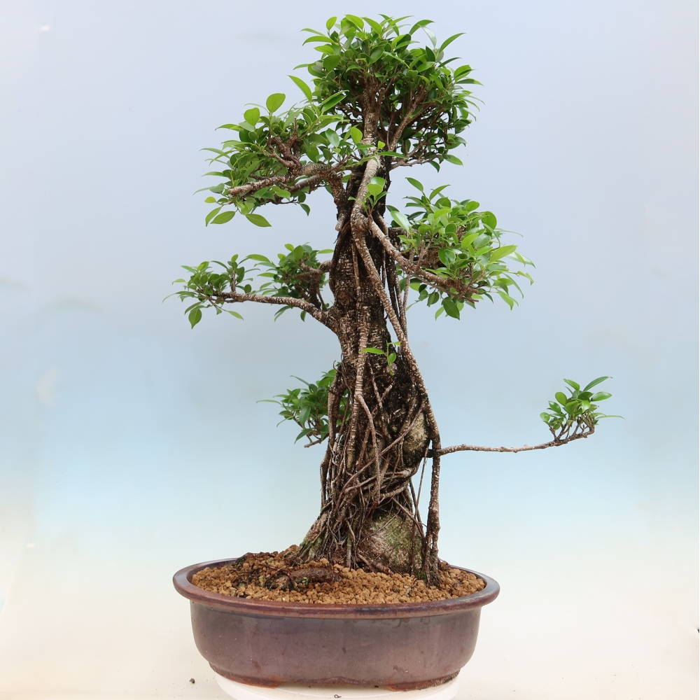 Camera bonsai - Ficus kimmen - ficus a foglie piccole