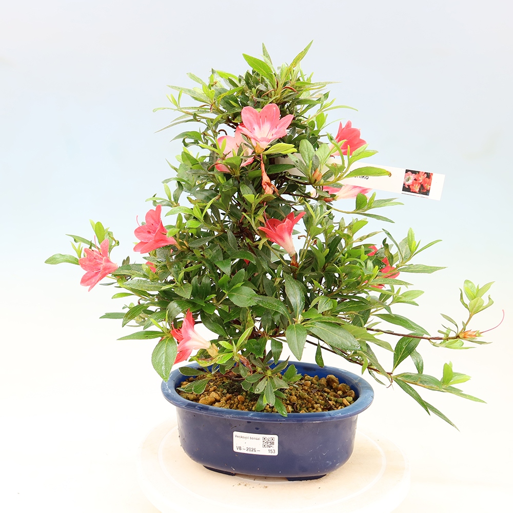 Bonsai da esterno - Azalea giapponese - Azalea Beniko