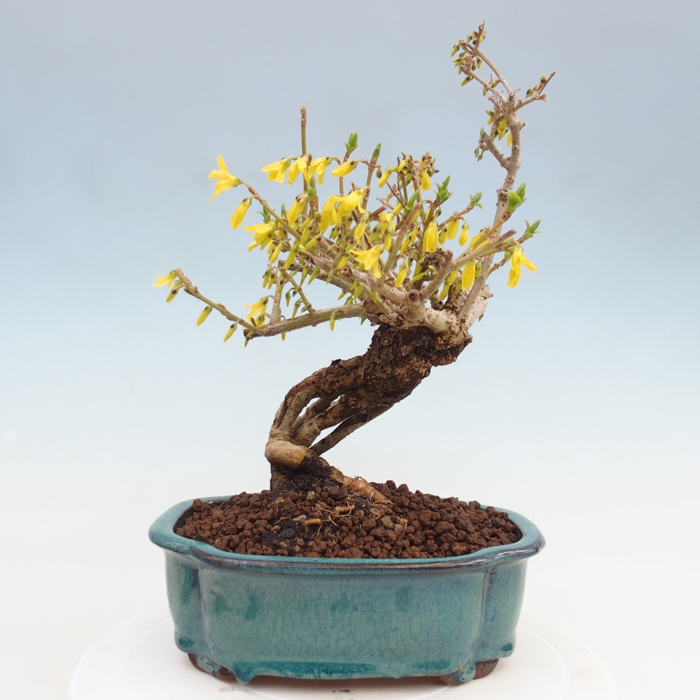 Bonsai da esterno - Zlatice - Forsythia koreana