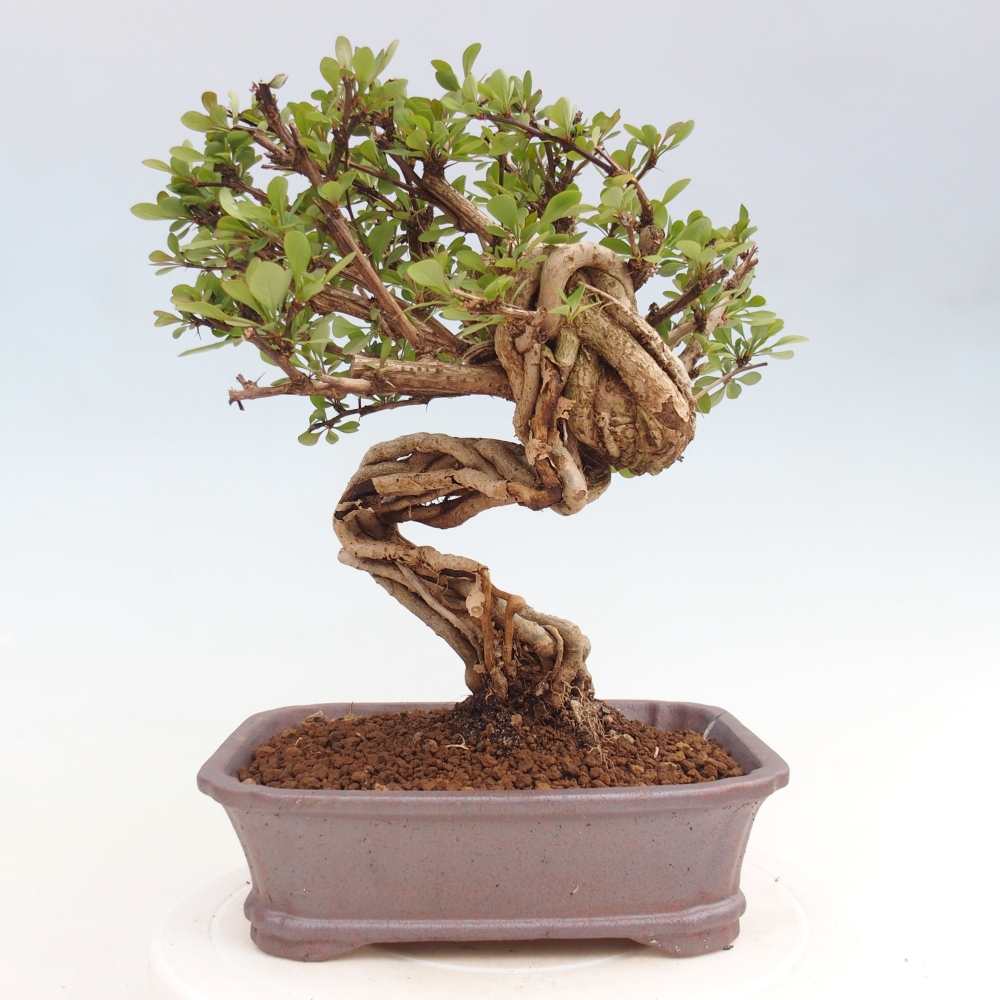 Bonsai da esterno - Berberis coreana