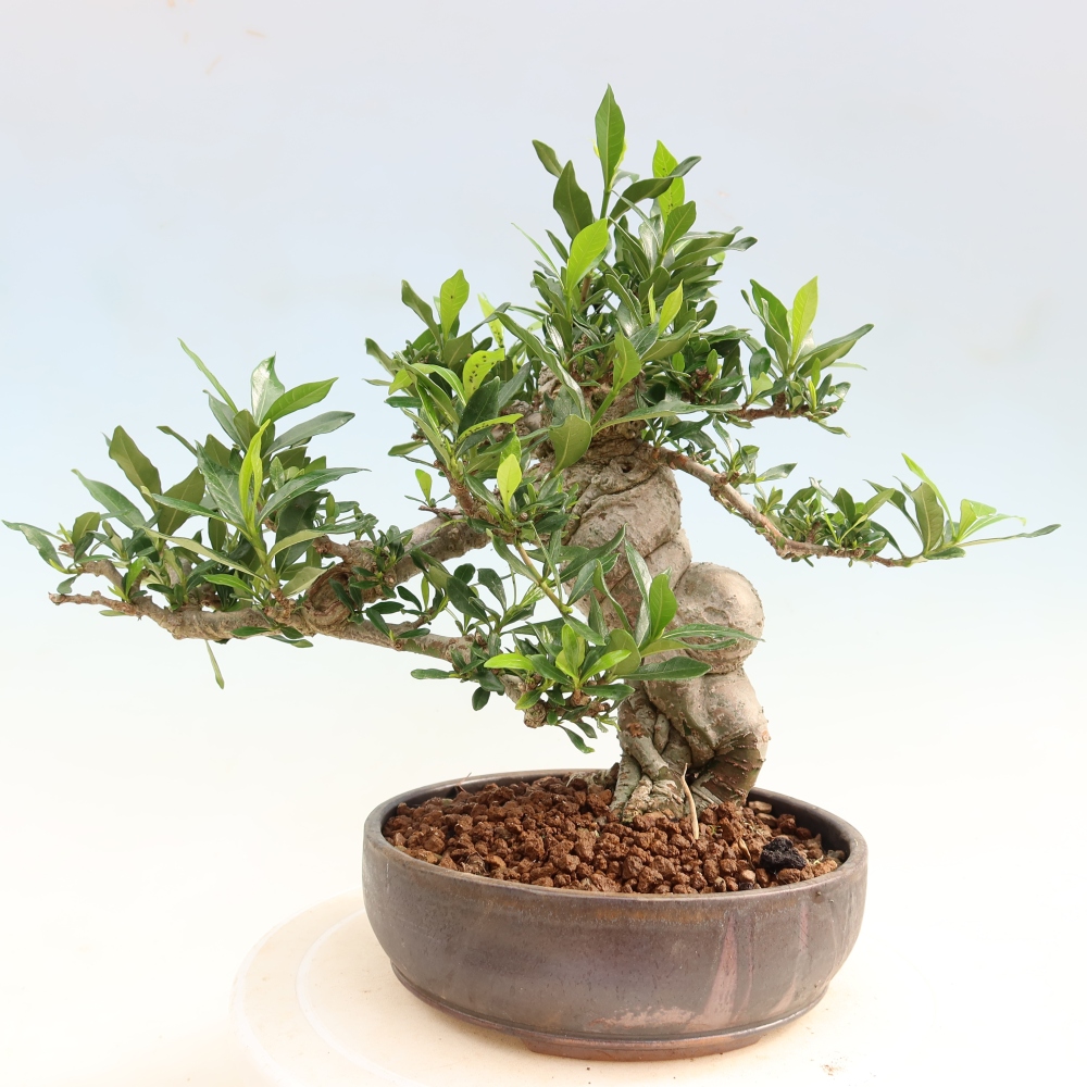 Camera bonsai - Gardenia jasminoides-Gardenia