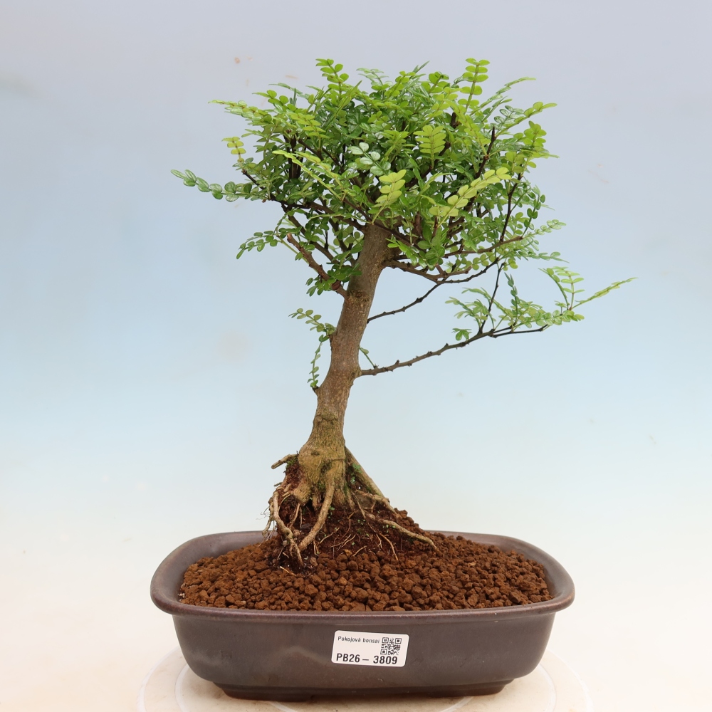Camera bonsai - Zantoxylum piperitum - albero del pepe