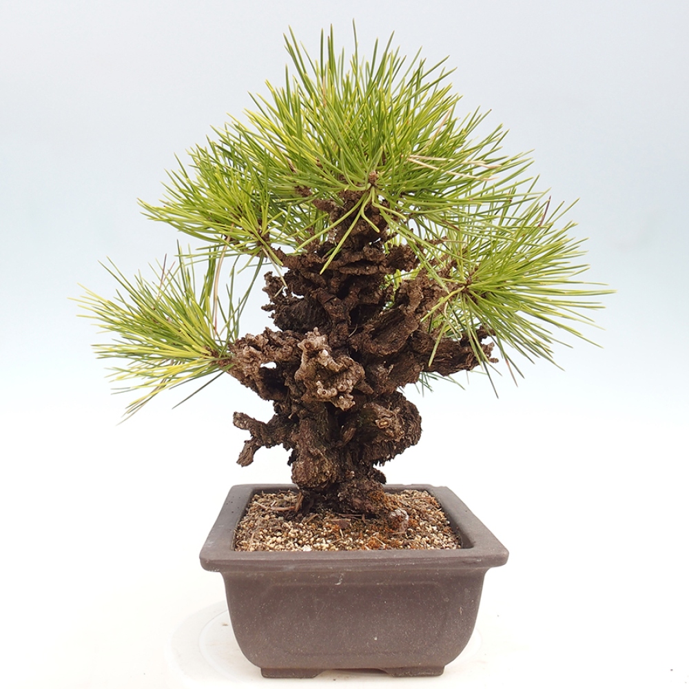 Bonsai da esterno - Pinus thunbergii - Pino di Thunberg