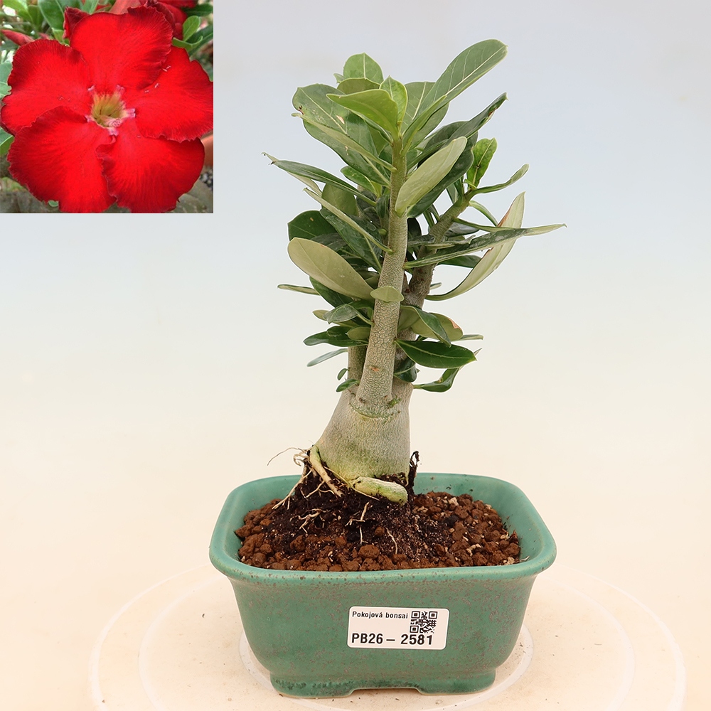Bonsai da interno - Adenium obesum Red Star - Rosa del deserto