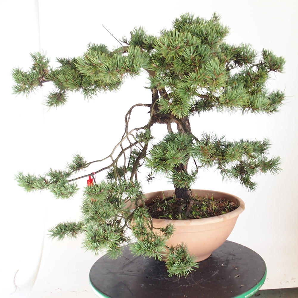 Yamadori - Pinus sylvestris Spagna