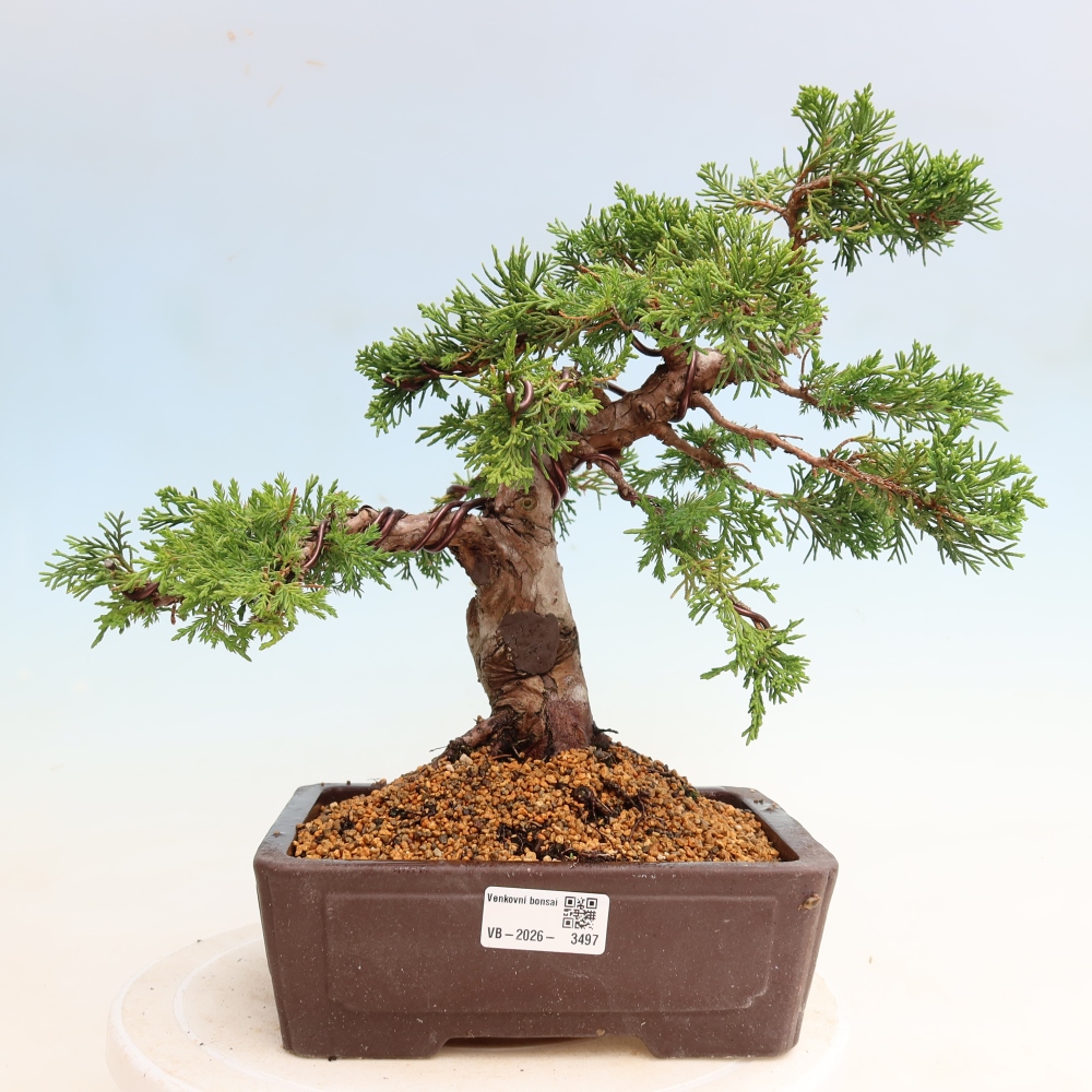 Bonsai da esterno - Juniperus chinensis Itoigawa-Juniperus chinensis