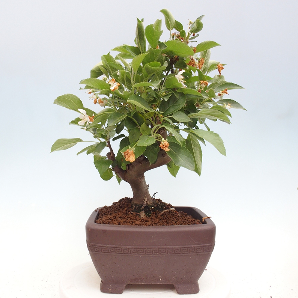 Bonsai da esterno -Malus halliana - Melo a frutto piccolo