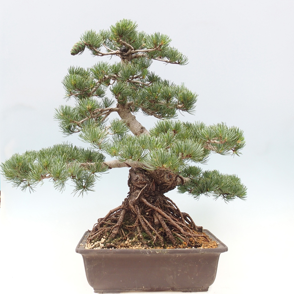 Bonsai da esterno - Pinus parviflora - Pinus parviflora