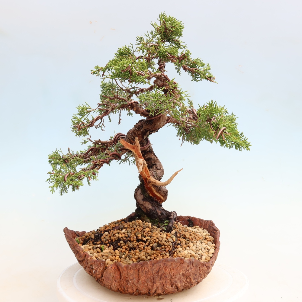 Bonsai da esterno - Juniperus chinensis Itoigawa-Juniperus chinensis