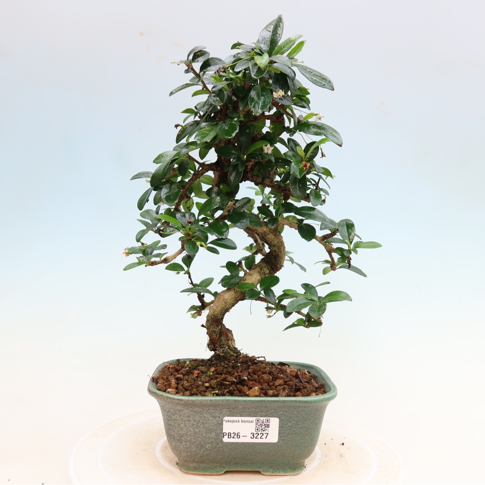 Camera bonsai - Carmona macrophylla - Tea fuki