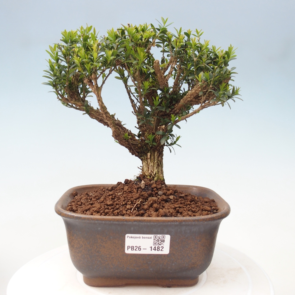 Camera bonsai - Buxus harlandii - buxus da sughero