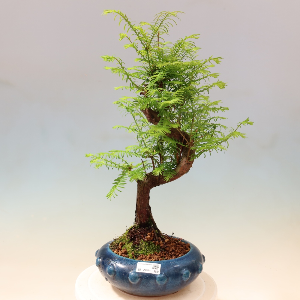 Bonsai da esterno - Metasequoia glyptostroboides - Metasequoia cinese