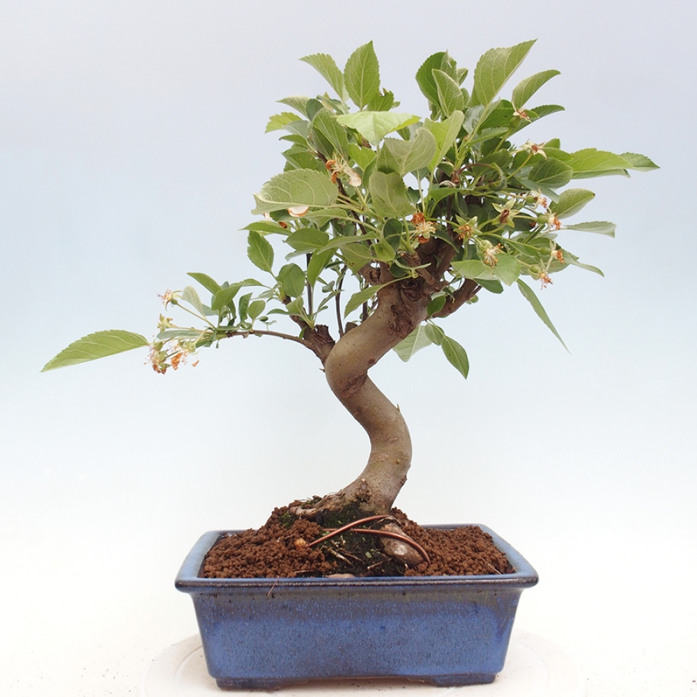 Bonsai da esterno -Malus halliana - Melo a frutto piccolo