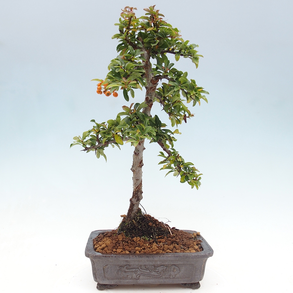 Bonsai da esterno-Pyracantha Teton -Hlox