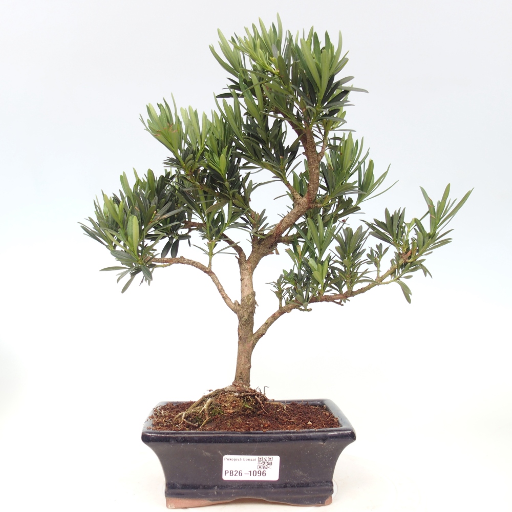 Camera bonsai - Podocarpus - Tasso delle pietre
