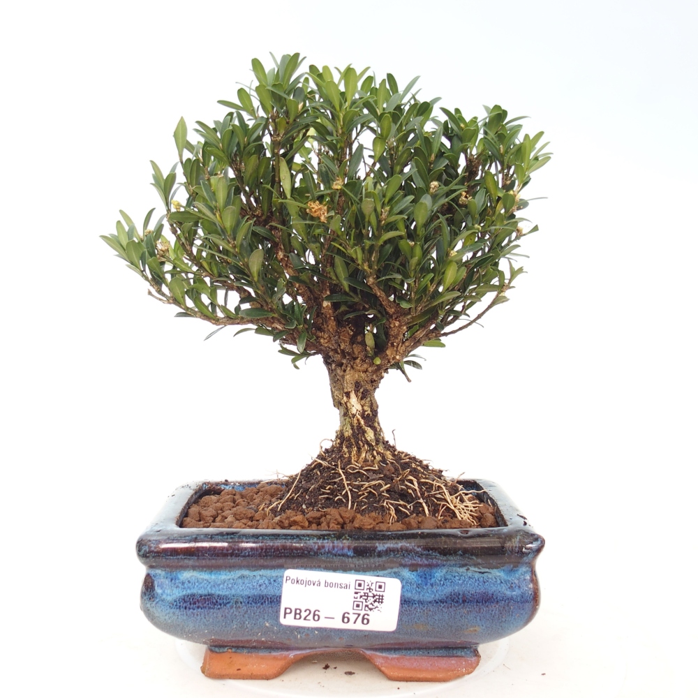 Camera bonsai - Buxus harlandii - buxus da sughero
