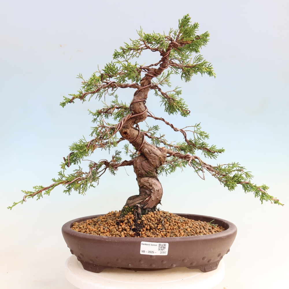 Bonsai da esterno - Juniperus chinensis Itoigawa-Juniperus chinensis