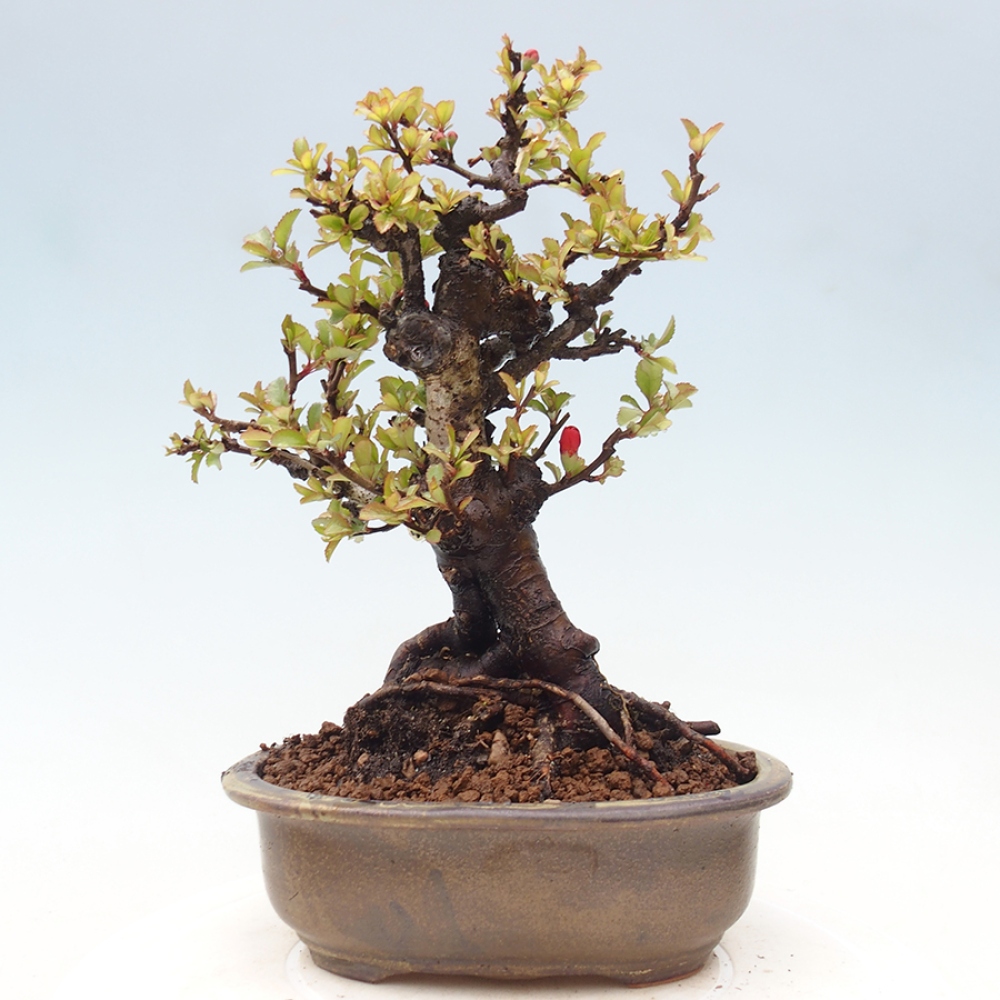 Bonsai da esterno - Chaneomeles speciosa - Cotogno