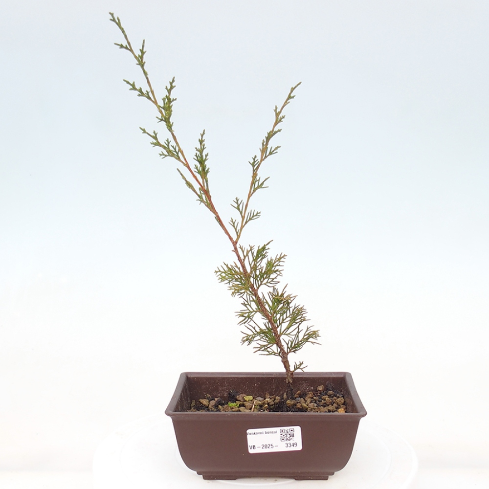 Bonsai da esterno - Juniperus chinensis Itoigawa