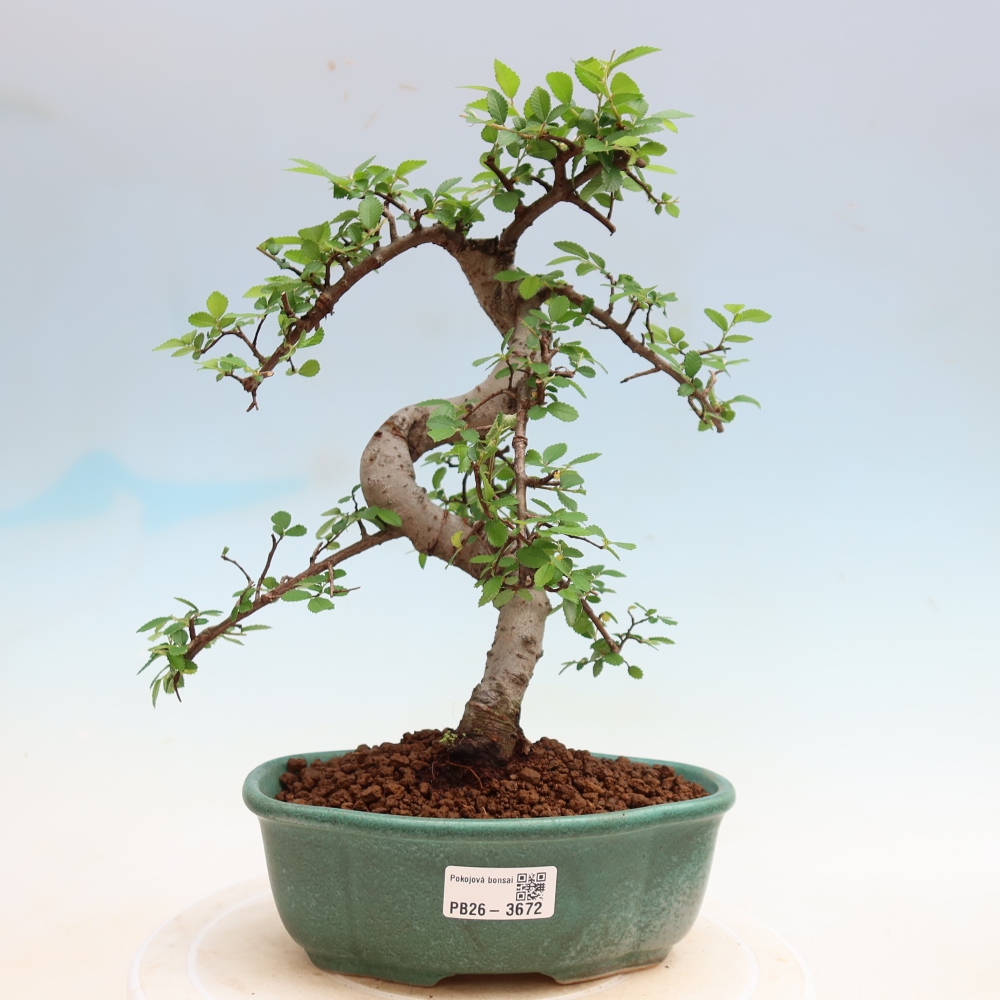 Camera bonsai - Ulmus parvifolia - Olmo a foglie piccole